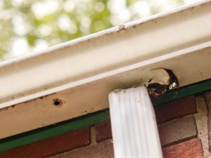 Ankeny roof repair and gutter maintenance for water damage prevention