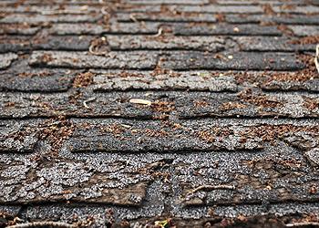 Action Roofing Images